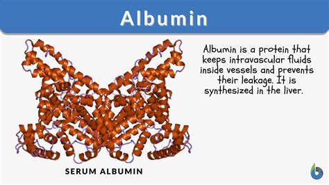 kalbuhin in english|Meaning of kalbuhin .